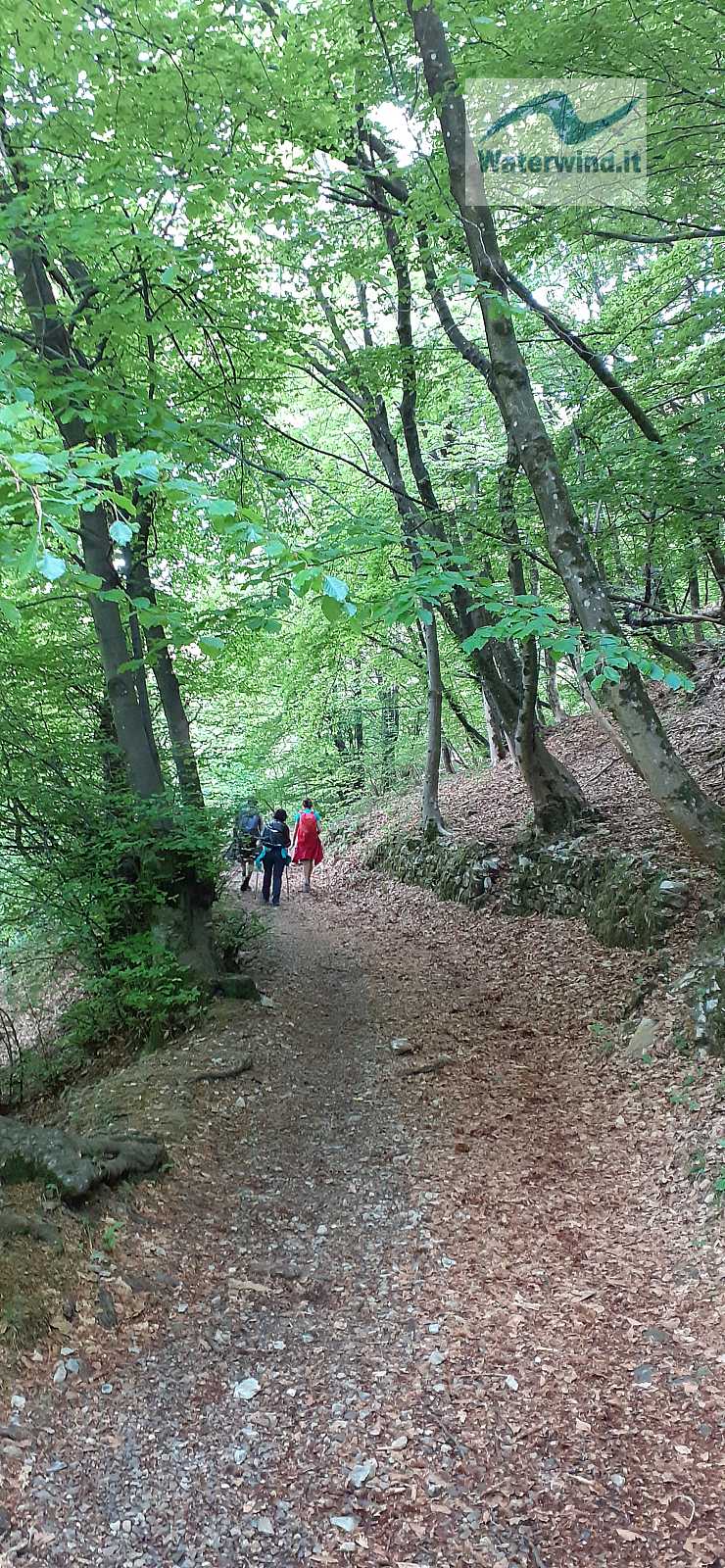 Camminando nella magia della faggeta, lungo il sentiero n. 3 - Pigra - Alpe di Colonno