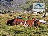 Malga e Lago Waldner (Valle Aurina)