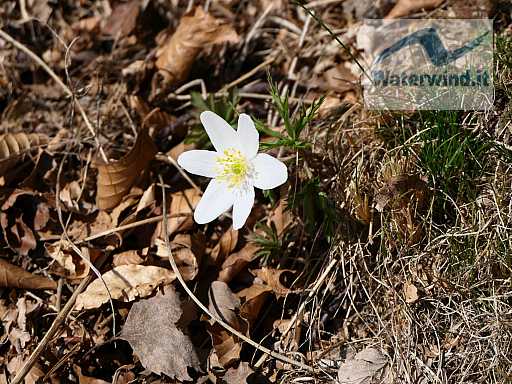 Bellavista - Monte Generoso: immagine 14 di 48