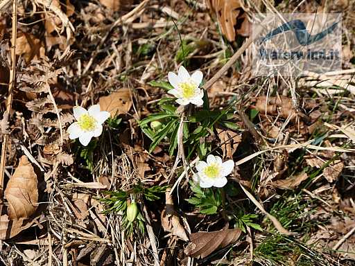 Bellavista - Monte Generoso: immagine 16 di 48