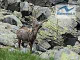Rifugi Coca e Cur&ograve;