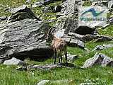 Rifugi Coca e Cur&ograve;