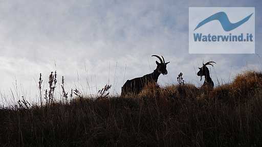 Monte Generoso: immagine 36 di 92